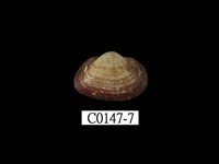 藏品(鳥蛤)的圖片